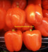 Orange, Bell Pepper, -- BoxGardenSeedsLLC -Peppers,Eggplants - Seeds