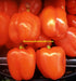 - BoxGardenSeedsLLC - Orange, Bell Pepper, - Peppers,Eggplants - Seeds