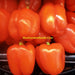 Orange, Bell Pepper, - BoxGardenSeedsLLC -Peppers,Eggplants - Seeds