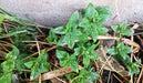 Peppermint, Culinary & Medicinal Herbs, -- BoxGardenSeedsLLC -Culinary/Medicinal Herbs - Seeds