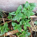 Peppermint, Culinary & Medicinal Herbs, - BoxGardenSeedsLLC -Culinary/Medicinal Herbs - Seeds