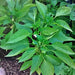 Sunbright, Sweet Bell Pepper, - BoxGardenSeedsLLC -Peppers,Eggplants - Seeds