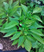 Sunbright, Sweet Bell Pepper, -- BoxGardenSeedsLLC -Peppers,Eggplants - Seeds