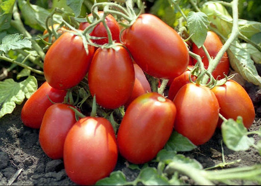 - BoxGardenSeedsLLC - Rio Fuego, Tomato, - Tomatoes,Tomatillos - Seeds