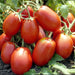 Rio Grande, Tomato, - BoxGardenSeedsLLC -Tomatoes,Tomatillos - Seeds