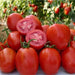 Rio Grande, Tomato, - BoxGardenSeedsLLC -Tomatoes,Tomatillos - Seeds