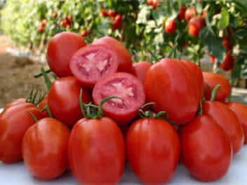 - BoxGardenSeedsLLC - Rio Fuego, Tomato, - - Seeds