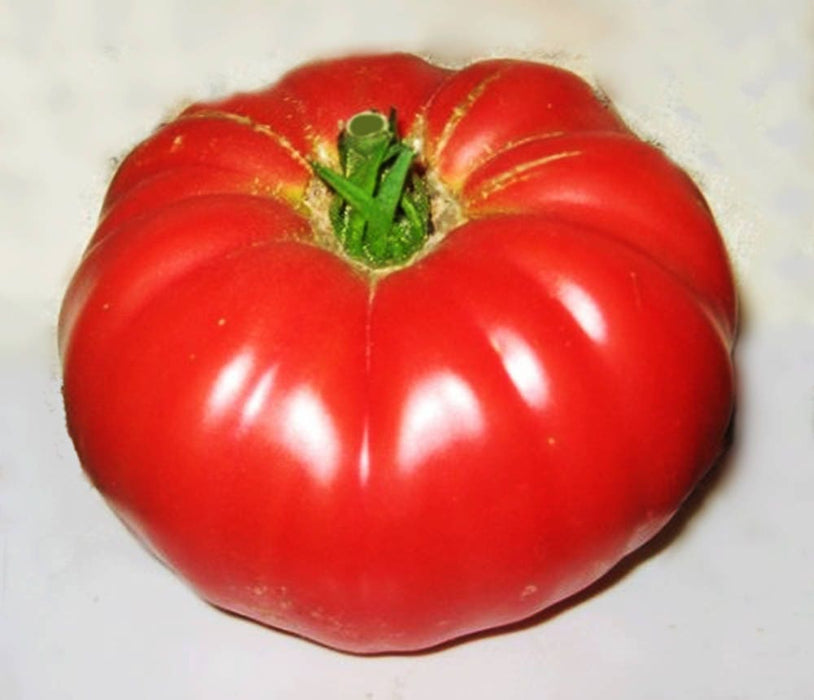 Dutchman, Tomato, -- BoxGardenSeedsLLC -Tomatoes,Tomatillos - Seeds