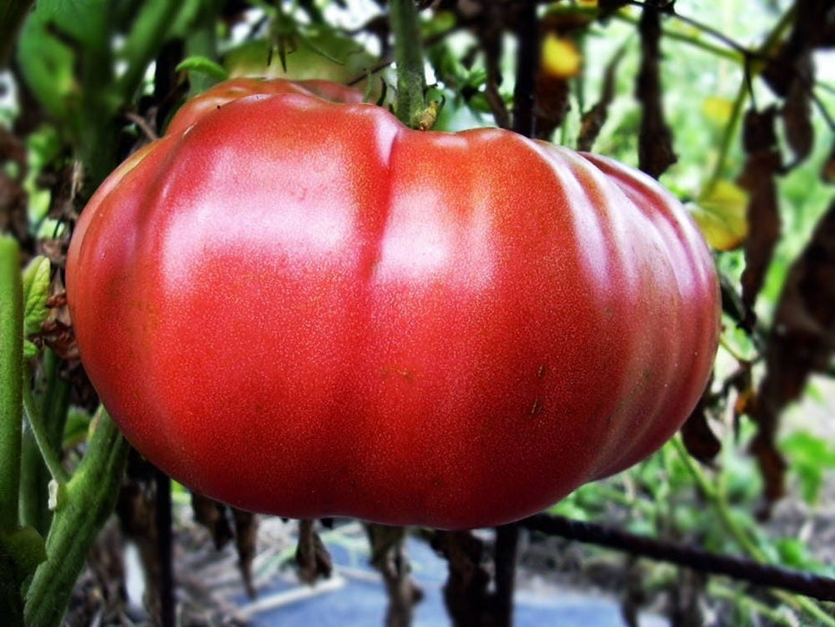 Dutchman, Tomato, -- BoxGardenSeedsLLC -Tomatoes,Tomatillos - Seeds