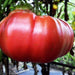 Dutchman, Tomato, - BoxGardenSeedsLLC -Tomatoes,Tomatillos - Seeds