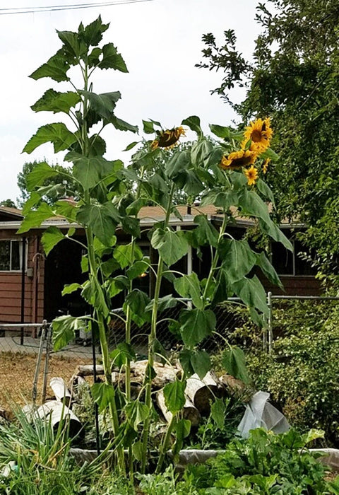 Mammoth Grey Stripe, Sunflower, - BoxGardenSeedsLLC -Culinary/Medicinal Herbs - Seeds