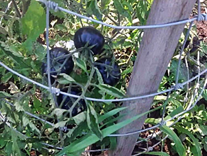 Black Beauty, Tomato, -- BoxGardenSeedsLLC -Tomatoes,Tomatillos - Seeds