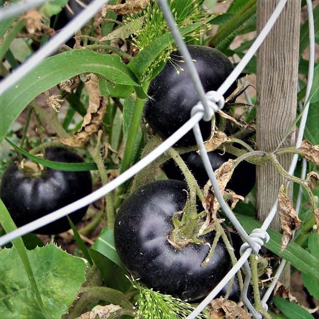 Black Beauty, Tomato, -- BoxGardenSeedsLLC -Tomatoes,Tomatillos - Seeds