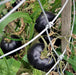 Black Beauty, Tomato, -- BoxGardenSeedsLLC -Tomatoes,Tomatillos - Seeds