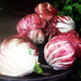 Palla Rosa, Radicchio, - BoxGardenSeedsLLC -Gourmet/Native Greens - Seeds