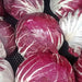 Palla Rosa, Radicchio, - BoxGardenSeedsLLC -Gourmet/Native Greens - Seeds