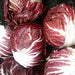 Palla Rosa, Radicchio, - BoxGardenSeedsLLC -Gourmet/Native Greens - Seeds