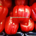 Autumn Bell, Sweet Bell Pepper, - BoxGardenSeedsLLC -Peppers,Eggplants - Seeds