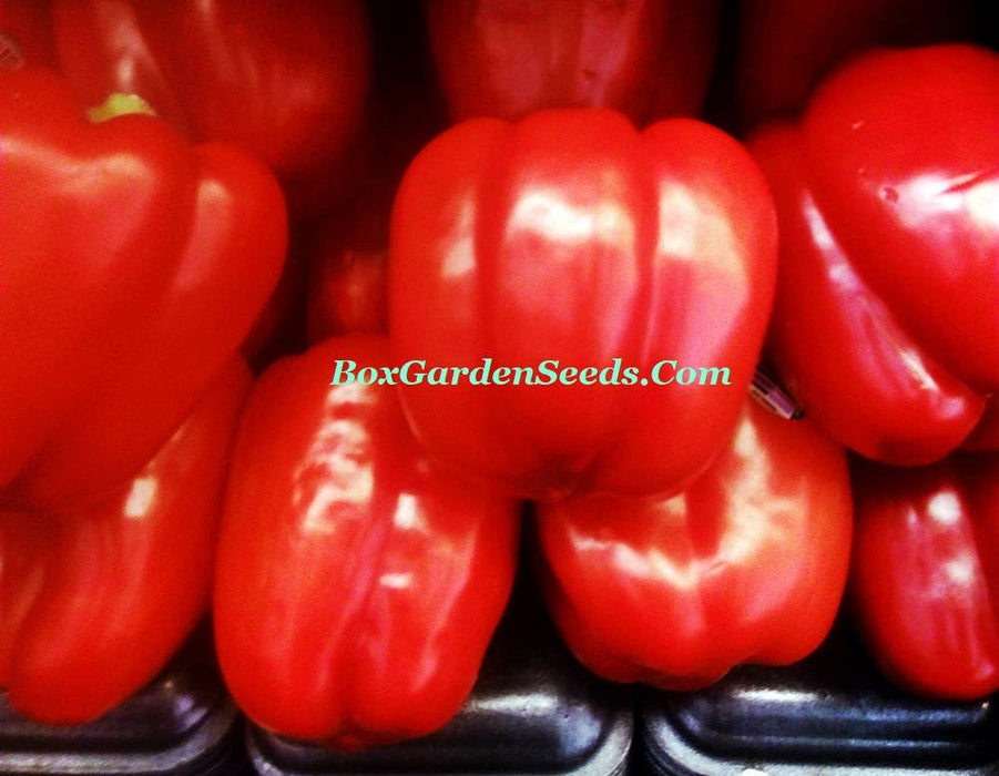 - BoxGardenSeedsLLC - Autumn Bell, Sweet Bell Pepper, - Peppers,Eggplants - Seeds