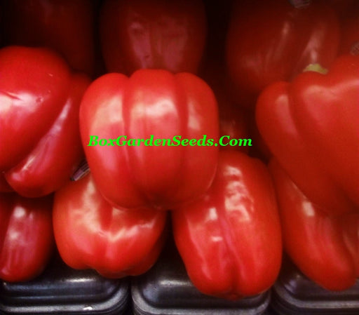 - BoxGardenSeedsLLC - Sweet Pepper Three Color Bell Pepper Seed Kit - - Seeds