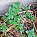 Peppermint, Culinary & Medicinal Herbs, - BoxGardenSeedsLLC -Culinary/Medicinal Herbs - Seeds