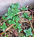 Peppermint, Culinary & Medicinal Herbs, -- BoxGardenSeedsLLC -Culinary/Medicinal Herbs - Seeds