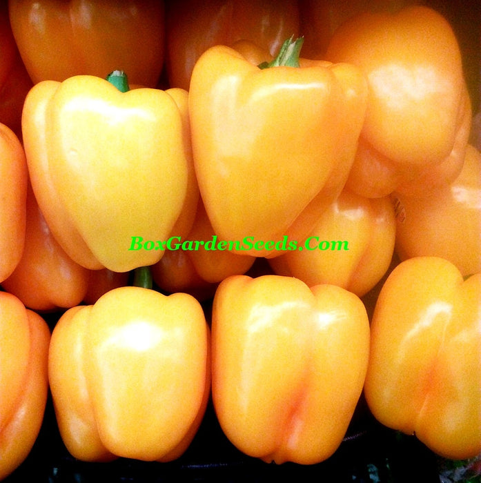 Sunbright, Sweet Bell Pepper, -- BoxGardenSeedsLLC -Peppers,Eggplants - Seeds