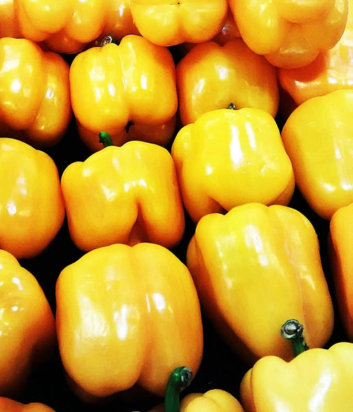 Sunbright, Sweet Bell Pepper, -- BoxGardenSeedsLLC -Peppers,Eggplants - Seeds