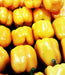 Sunbright, Sweet Bell Pepper, -- BoxGardenSeedsLLC -Peppers,Eggplants - Seeds