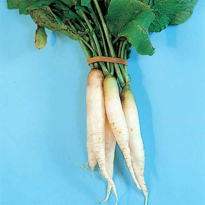 White Daikon, Radish, - BoxGardenSeedsLLC -Radishes - Seeds