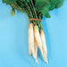 White Daikon, Radish, -- BoxGardenSeedsLLC -Radishes - Seeds