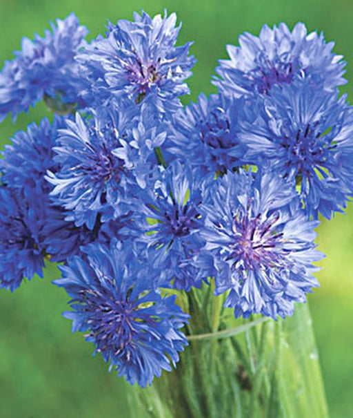 Cornflower, Mix, -- BoxGardenSeedsLLC -Culinary/Medicinal Herbs - Seeds