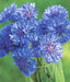 Cornflower, Mix, -- BoxGardenSeedsLLC -Culinary/Medicinal Herbs - Seeds