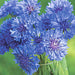 Cornflower, Mix, -- BoxGardenSeedsLLC -Culinary/Medicinal Herbs - Seeds