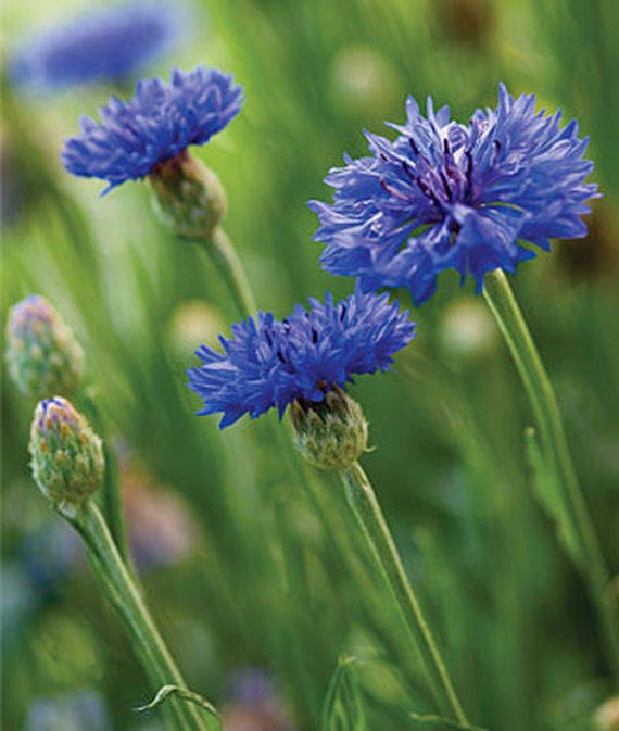 Cornflower, Mix, -- BoxGardenSeedsLLC -Culinary/Medicinal Herbs - Seeds