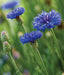 Cornflower, Mix, -- BoxGardenSeedsLLC -Culinary/Medicinal Herbs - Seeds