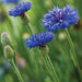 Cornflower, Mix, -- BoxGardenSeedsLLC -Culinary/Medicinal Herbs - Seeds