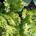 Southern Giant Curled, Mustard, - BoxGardenSeedsLLC -Gourmet/Native Greens - Seeds