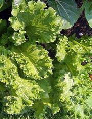 Southern Giant Curled, Mustard - BoxGardenSeedsLLC - Gourmet/Native Greens - Seeds - USA Seller, Thank you for shopping here today, Naturally Grown GMO Free Seeds, Heirloom Open Pollinated Seeds, Fresh Top Quality Premium Seeds