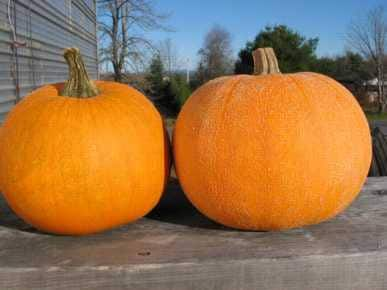 Winter Luxury Pie Pumpkin -- BoxGardenSeedsLLC -Squash,Pumpkins - Seeds