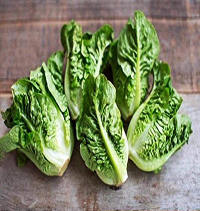 Little Gem, Lettuce, -- BoxGardenSeedsLLC -Lettuce - Seeds