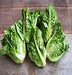 Little Gem, Lettuce, -- BoxGardenSeedsLLC -Lettuce - Seeds