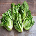 Little Gem, Lettuce, - BoxGardenSeedsLLC -Lettuce - Seeds