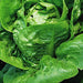 Little Gem, Lettuce, - BoxGardenSeedsLLC -Lettuce - Seeds