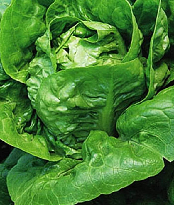 Little Gem, Lettuce, -- BoxGardenSeedsLLC -Lettuce - Seeds