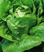 Little Gem, Lettuce, -- BoxGardenSeedsLLC -Lettuce - Seeds