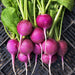 Purple Plum, Radish, -- BoxGardenSeedsLLC -Radishes - Seeds