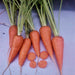 Red Cored Chantenay, Carrot, - BoxGardenSeedsLLC -Carrots - Seeds