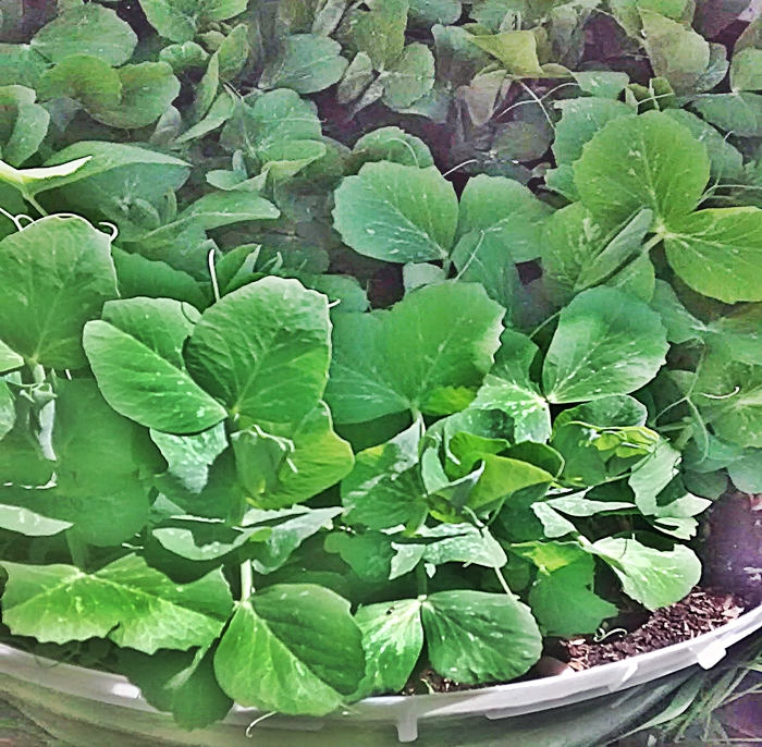 - BoxGardenSeedsLLC - Tom Thumb Pea Seeds, Non-GMO - Peas - Seeds