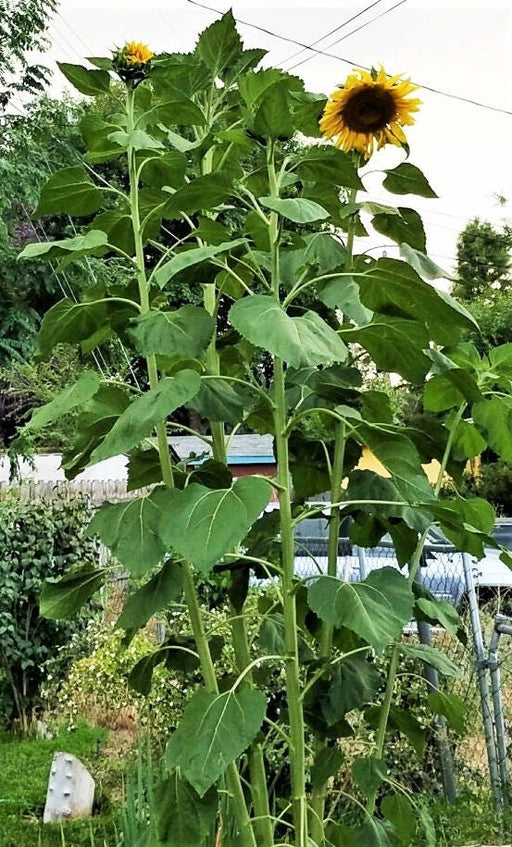 Mammoth Grey Stripe, Sunflower, -- BoxGardenSeedsLLC -Culinary/Medicinal Herbs - Seeds